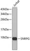 Small Nuclear Ribonucleoprotein Polypeptide G antibody, 19-286, ProSci, Western Blot image 