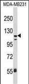 CD11C antibody, PA5-35326, Invitrogen Antibodies, Western Blot image 
