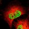 PBX Homeobox 1 antibody, HPA003505, Atlas Antibodies, Immunofluorescence image 