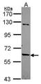 TUB Like Protein 2 antibody, GTX114865, GeneTex, Western Blot image 