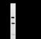 TATA-Box Binding Protein Associated Factor 6 antibody, LS-C342406, Lifespan Biosciences, Immunoprecipitation image 