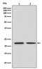 Fibroblast Growth Factor 21 antibody, M00802, Boster Biological Technology, Western Blot image 