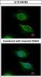 ADP Ribosylation Factor 5 antibody, LS-C185656, Lifespan Biosciences, Immunocytochemistry image 