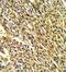 Potassium Voltage-Gated Channel Subfamily J Member 2 antibody, GTX81647, GeneTex, Immunohistochemistry paraffin image 