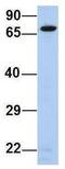 Protein Disulfide Isomerase Family A Member 4 antibody, GTX46432, GeneTex, Western Blot image 