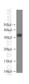 RALY RNA Binding Protein Like antibody, 17179-1-AP, Proteintech Group, Western Blot image 