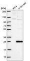 Neuroplastin antibody, HPA072453, Atlas Antibodies, Western Blot image 