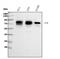 PVR Cell Adhesion Molecule antibody, A00664-2, Boster Biological Technology, Western Blot image 