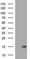 Microseminoprotein Beta antibody, TA803508, Origene, Western Blot image 