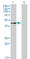 ETS Transcription Factor ELK3 antibody, H00002004-M02, Novus Biologicals, Western Blot image 