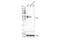 TNF Receptor Superfamily Member 4 antibody, 98785S, Cell Signaling Technology, Western Blot image 