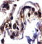 Septin-4 antibody, 11000, QED Bioscience, Immunohistochemistry frozen image 