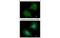 Aspartoacylase antibody, MBS837352, MyBioSource, Immunofluorescence image 