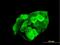 G3BP Stress Granule Assembly Factor 1 antibody, H00010146-B01P, Novus Biologicals, Immunofluorescence image 