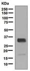 Elastase, Neutrophil Expressed antibody, ab131260, Abcam, Western Blot image 