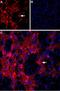 Glutamate Metabotropic Receptor 8 antibody, PA5-77430, Invitrogen Antibodies, Immunohistochemistry paraffin image 