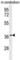 Olfactory Receptor Family 10 Subfamily X Member 1 (Gene/Pseudogene) antibody, abx025812, Abbexa, Western Blot image 