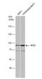 Solute Carrier Family 20 Member 2 antibody, NBP1-32285, Novus Biologicals, Western Blot image 