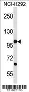 Protocadherin Beta 12 antibody, 56-353, ProSci, Western Blot image 