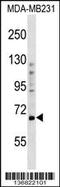 PR domain zinc finger protein 5 antibody, 59-096, ProSci, Western Blot image 