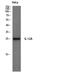 Interleukin 12A antibody, STJ93676, St John
