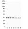 TNF Receptor Superfamily Member 4 antibody, R31251, NSJ Bioreagents, Western Blot image 