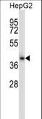 Cytosolic Iron-Sulfur Assembly Component 1 antibody, LS-C168778, Lifespan Biosciences, Western Blot image 