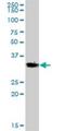 Vestigial Like Family Member 4 antibody, H00009686-B01P, Novus Biologicals, Western Blot image 