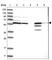 Ceramide Kinase Like antibody, HPA035444, Atlas Antibodies, Western Blot image 