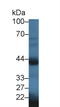 Oxytocin Receptor antibody, LS-C295746, Lifespan Biosciences, Western Blot image 