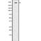 Centromere Protein E antibody, abx149222, Abbexa, Western Blot image 