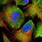 RuvB Like AAA ATPase 2 antibody, NBP2-55231, Novus Biologicals, Immunofluorescence image 