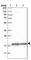 Mitochondrial Ribosomal Protein S28 antibody, HPA027202, Atlas Antibodies, Western Blot image 