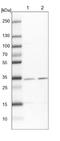 Cytochrome c-type heme lyase antibody, NBP1-86577, Novus Biologicals, Western Blot image 