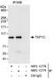 TATA-Box Binding Protein Associated Factor, RNA Polymerase I Subunit C antibody, NBP2-12779, Novus Biologicals, Immunoprecipitation image 