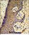 MAF BZIP Transcription Factor F antibody, PA5-72476, Invitrogen Antibodies, Immunohistochemistry frozen image 