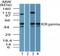 TOR antibody, TA336988, Origene, Western Blot image 