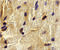 ECSIT Signalling Integrator antibody, 3377, ProSci, Immunohistochemistry paraffin image 