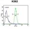 Protein dpy-19 homolog 1 antibody, abx025950, Abbexa, Western Blot image 