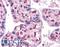 Forkhead Box P2 antibody, LS-B4346, Lifespan Biosciences, Immunohistochemistry paraffin image 