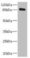 Cadherin 10 antibody, LS-C675494, Lifespan Biosciences, Western Blot image 