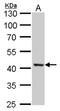 Acetyl-CoA Acyltransferase 2 antibody, PA5-78324, Invitrogen Antibodies, Western Blot image 