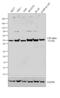 Nuclear Receptor Subfamily 1 Group H Member 3 antibody, PA1-330, Invitrogen Antibodies, Western Blot image 