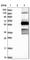 WW Domain Binding Protein 1 Like antibody, HPA037635, Atlas Antibodies, Western Blot image 