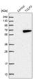 Tubby-related protein 3 antibody, PA5-53297, Invitrogen Antibodies, Western Blot image 