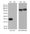 Latexin antibody, M09395-1, Boster Biological Technology, Western Blot image 