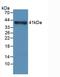 NPHS1 Adhesion Molecule, Nephrin antibody, LS-C722765, Lifespan Biosciences, Western Blot image 