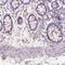 Glycerophosphodiester Phosphodiesterase Domain Containing 5 antibody, PA5-64287, Invitrogen Antibodies, Immunohistochemistry frozen image 