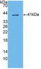 ATP Binding Cassette Subfamily A Member 4 antibody, LS-C373163, Lifespan Biosciences, Western Blot image 