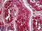 PTTG antibody, LS-B5119, Lifespan Biosciences, Immunohistochemistry frozen image 